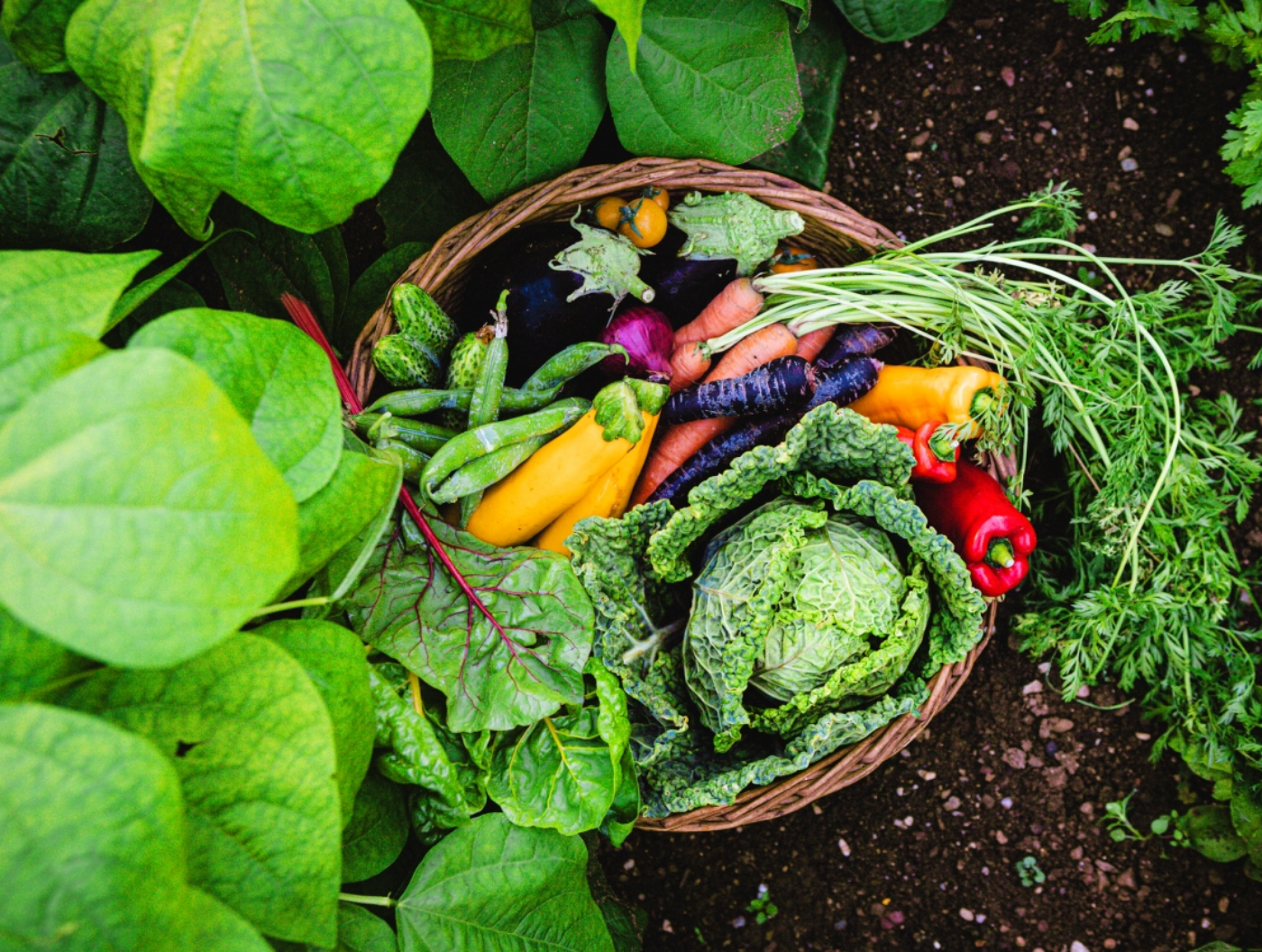 tous les conseils de jardinage à connaître pour un premier potager facile